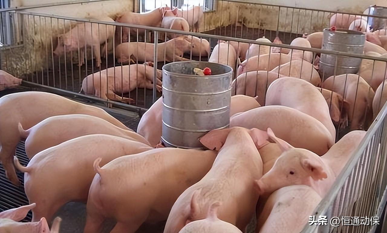 母豬空懷期的飼養管理要點有哪些你都知道嗎？